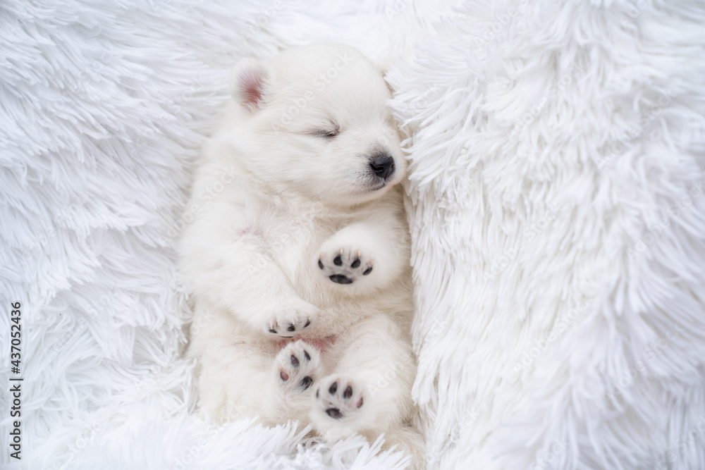 Japanese spitz puppy lies with his feet at the top on a fluffy white coverlet. Japanese spitz puppy lies with his feet at the top on a fluffy white coverlet.