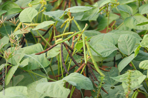 green Mung bean crop close up in agriculture field,Green Gram Crop in the field or Moong, high protein green mung beans plant