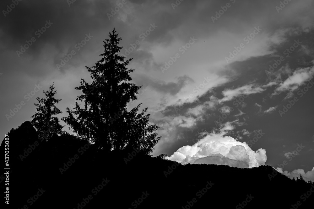 Fototapeta premium High contrast silhouette landscape of a pine tree and a hill with light cloud in the background. Black and white picture..