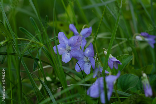 violet