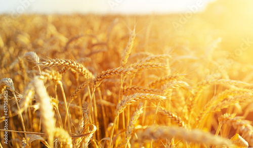 Wheat field. Ears of golden wheat close up. Beautiful Nature Sunset Landscape. Rural Scenery under Shining Sunlight. Background of ripening ears of wheat field. Rich harvest Concept...
