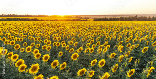 Beautiful panoramic view of a field of sunflowers in the light of the setting sun. Yellow sunflower close up. Beautiful summer landscape with sunset and flowering meadow Rich harvest Concept.
