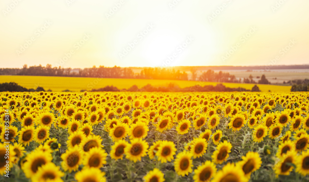 Obraz premium Beautiful panoramic view of a field of sunflowers in the light of the setting sun. Yellow sunflower close up. Beautiful summer landscape with sunset and flowering meadow Rich harvest Concept.