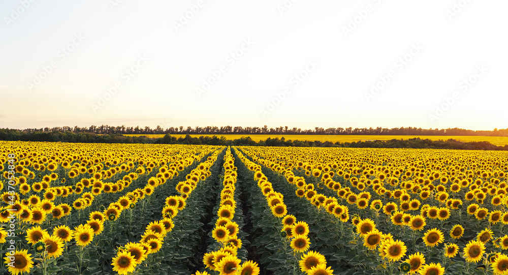Field with sunflowers. An endless field with the same flowers of a sub-tree, a summer landscape. Harvesting concept.Panoramic view, banner. Field with sunflowers. An endless field with the same flowers of a sub-tree, a summer landscape. Harvesting concept.Panoramic view, banner.