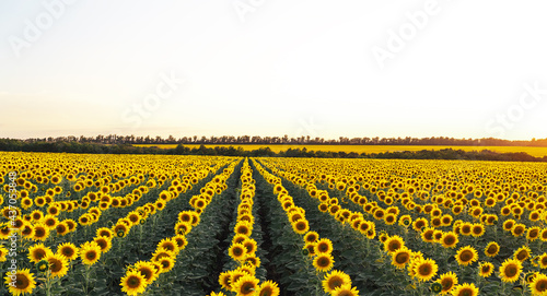 Field with sunflowers. An endless field with the same flowers of a sub-tree, a summer landscape. Harvesting concept.Panoramic view, banner.