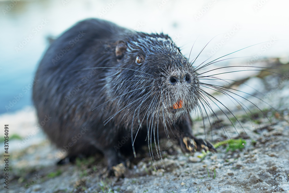 A nutria coypu in search of food A nutria coypu in search of food