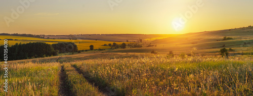 A beautiful summer landscape with hills and endless sunflower fields in the distance. Meadow with wildflowers  trees and hills . Panoramic view  banner