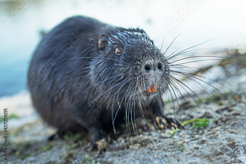 A nutria coypu in search of food