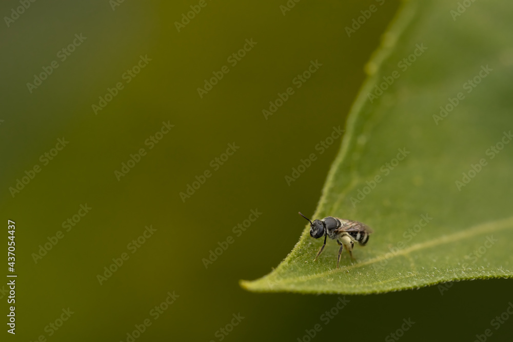 Macro image of a small black bee siting on a green leaf with blurred background
Macro image of a small black bee siting on a green leaf with blurred background