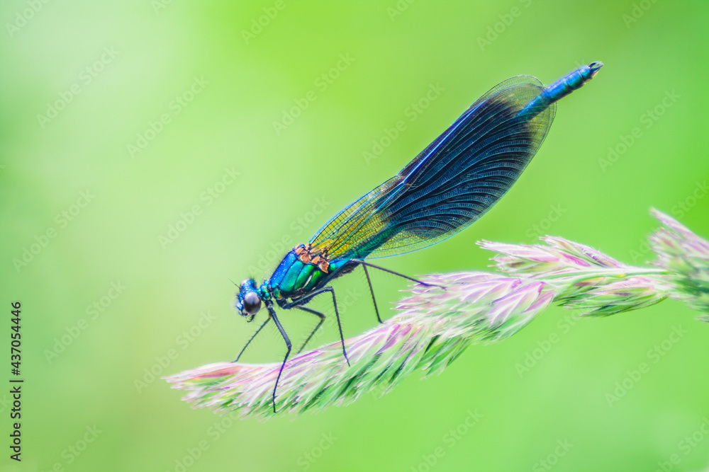 Close-up of a dragonfly with a green background Close-up of a dragonfly with a green background