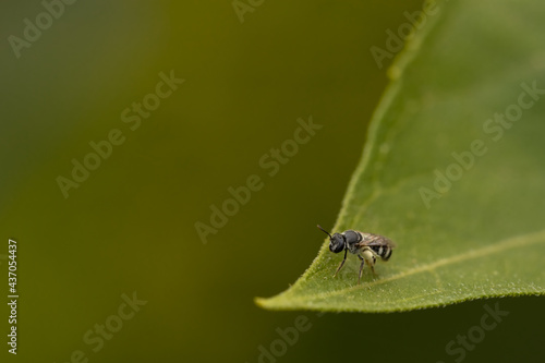Macro image of a small black bee siting on a green leaf with blurred background 
