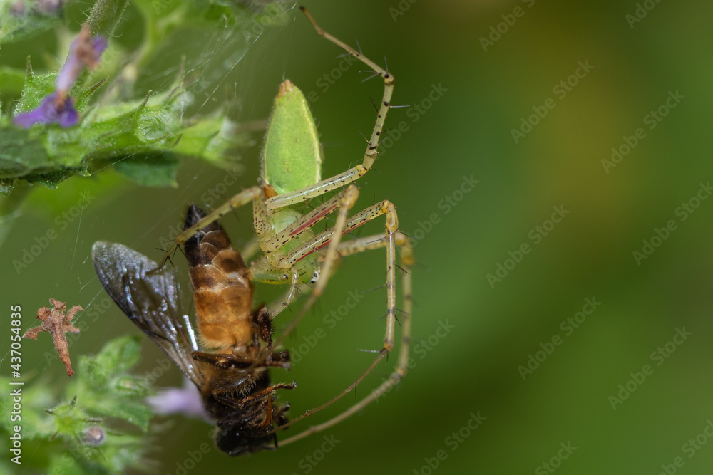 A green spider capturing a brown insect with wings entangled in its web