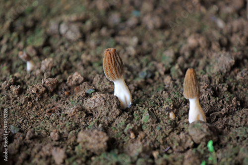 Morel grow sturdily in the greenhouse, North China photo