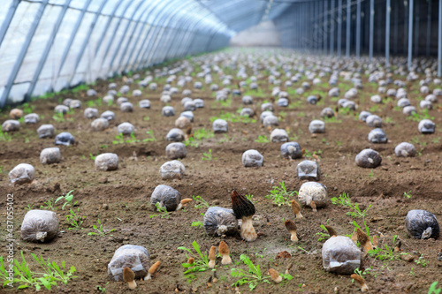 Morel grow sturdily in the greenhouse, North China photo