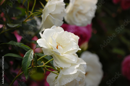 薔薇
