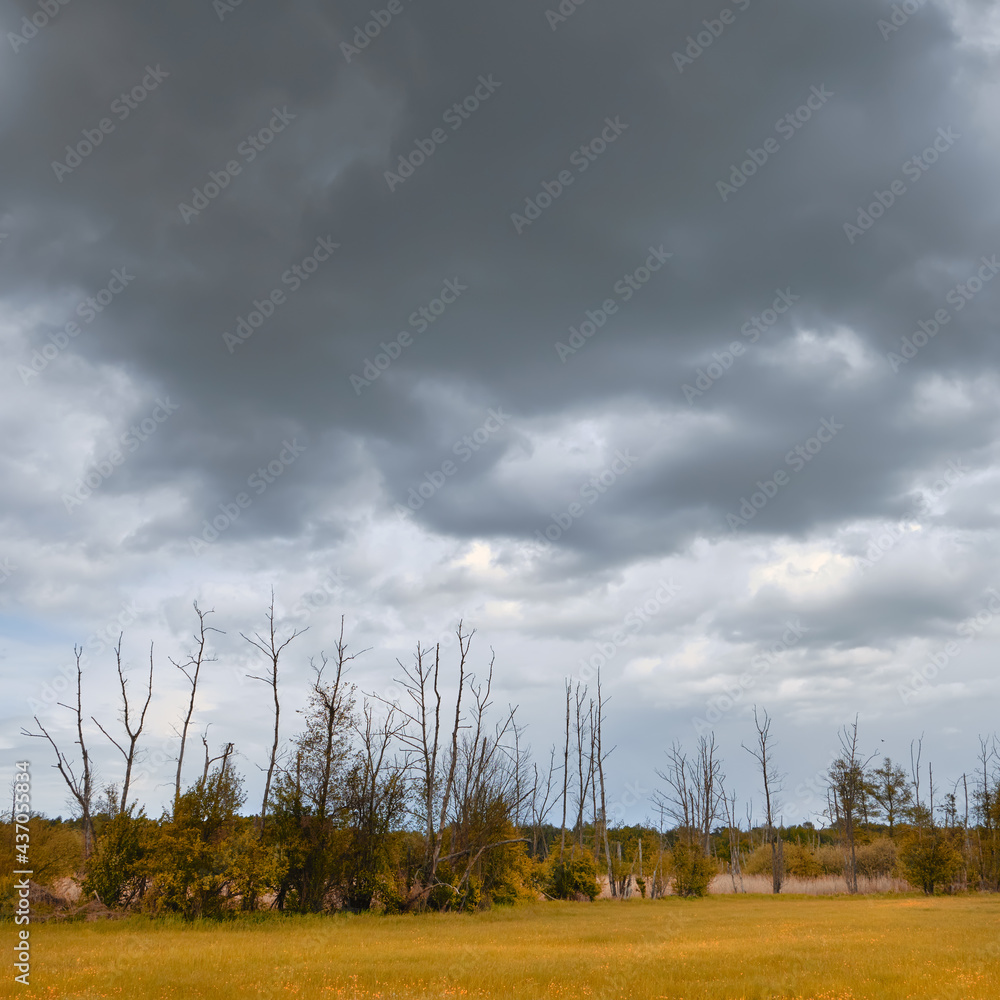 Swamp, natural marshland, bog on a gloomy day with dramatic sky before storm. Orange field and dead tree trunks behind. Square composition, sky scape. Outskirts of North Berlin in Germany. Swamp, natural marshland, bog on a gloomy day with dramatic sky before storm. Orange field and dead tree trunks behind. Square composition, sky scape. Outskirts of North Berlin in Germany.