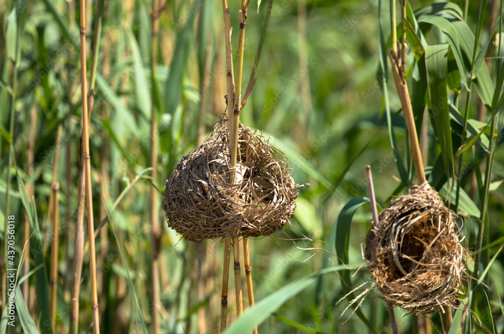 Close up of weaver bird nests in reed - obrazy, fototapety, plakaty 
