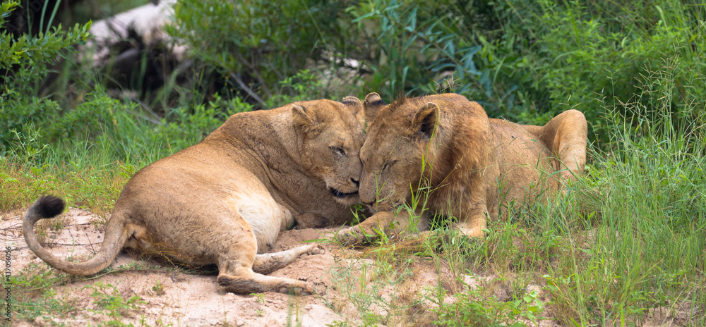 Loving lions in natural habitat, sweet scene. Lovely couple of lions in tenderness. Affection and animals. Seen at game drive, South Africa. Loving lions in natural habitat, sweet scene. Lovely couple of lions in tenderness. Affection and animals. Seen at game drive, South Africa.