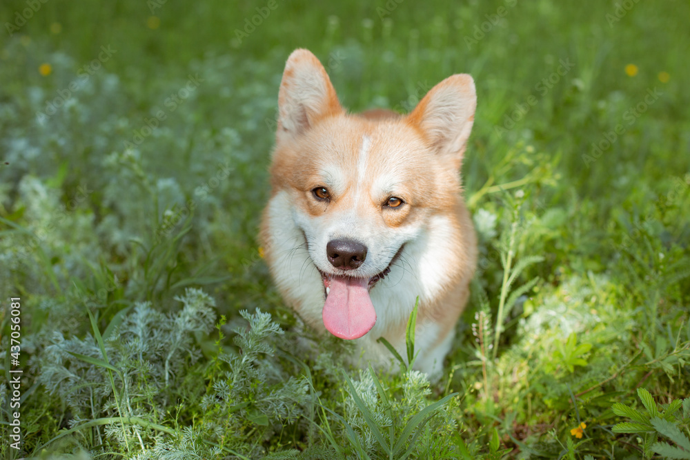 welsh corgi dog on a summer walk in the grass