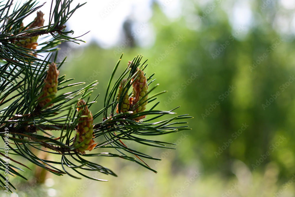 pine branch pine branch