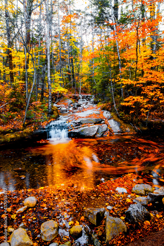 Massachusetts, United States, Forest in autumn ,USA