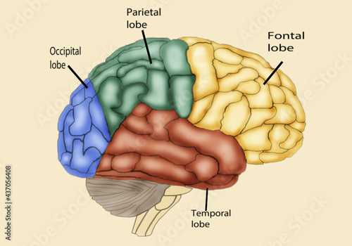 Four Lobes of Human Brain