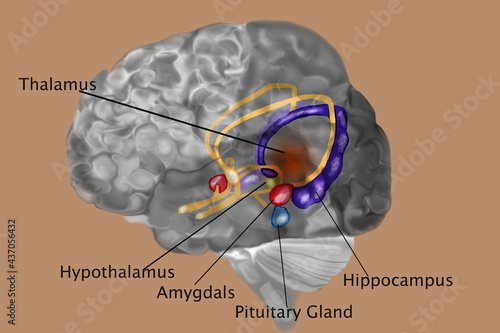 Human Brain With Labels
