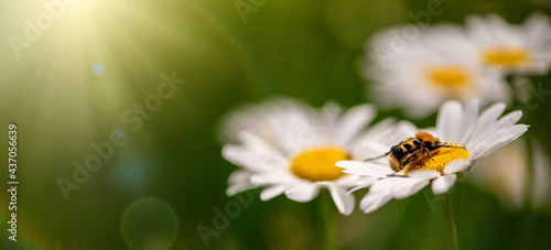 Summer. Chamomile and beetle on a background of green grass