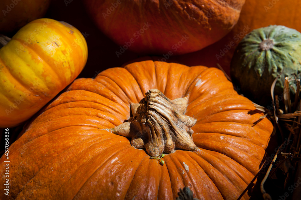 A close-up photo of colorful pumpkins on display.