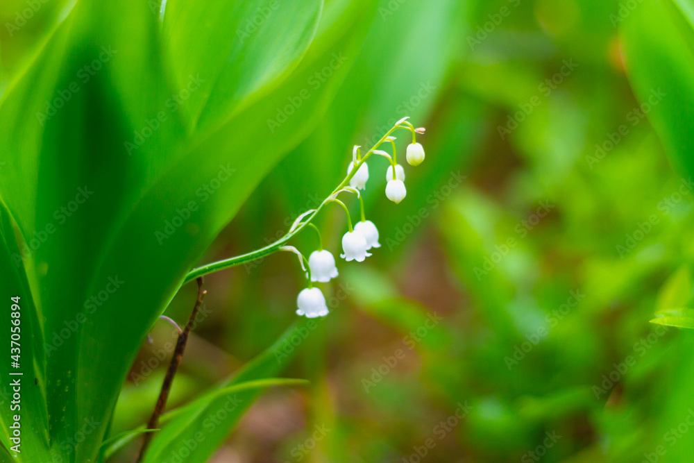 Fragrant white flowers lilies of the valley bloom in the wild forest in May with small white bells Fragrant white flowers lilies of the valley bloom in the wild forest in May with small white bells