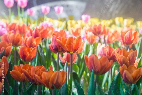 Beautiful tulip in the garden, Thailand. photo