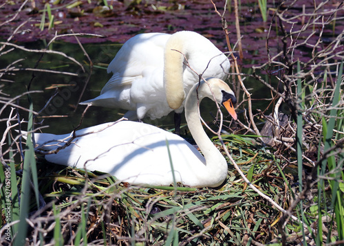 Pair of swans on nest, Derbyshire England       
 photo