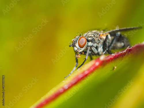 Closeup shot of a fly perched on a green leaf