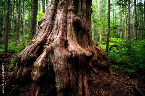 Western Red Cedar at Jurassic Grove near Port Renfrew, Vancouver Island, BC Canada photo