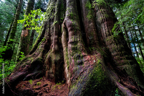 Western Red Cedar at Jurassic Grove near Port Renfrew, Vancouver Island, BC Canada