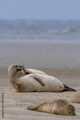 close up view of common seals on the sand bank of Galgerev on Fano Island in western Denmark