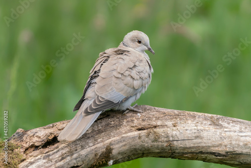 Eurasian Collared-Dove (Streptopelia decaocto) on a branch. Gelderland in the Netherlands. Bokeh background. 