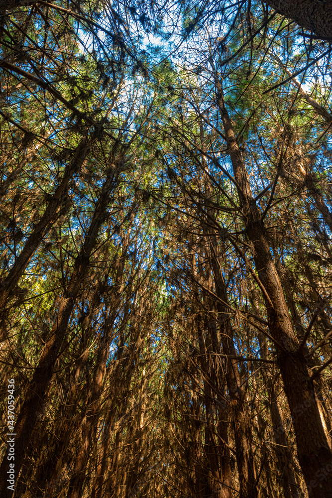 Reforestation of pinus elliot within a forest on the farm. Wood widely used in the pulp industry and in civil construction and furniture.