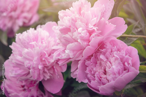 Spring pink peony and fresh tender spring garden