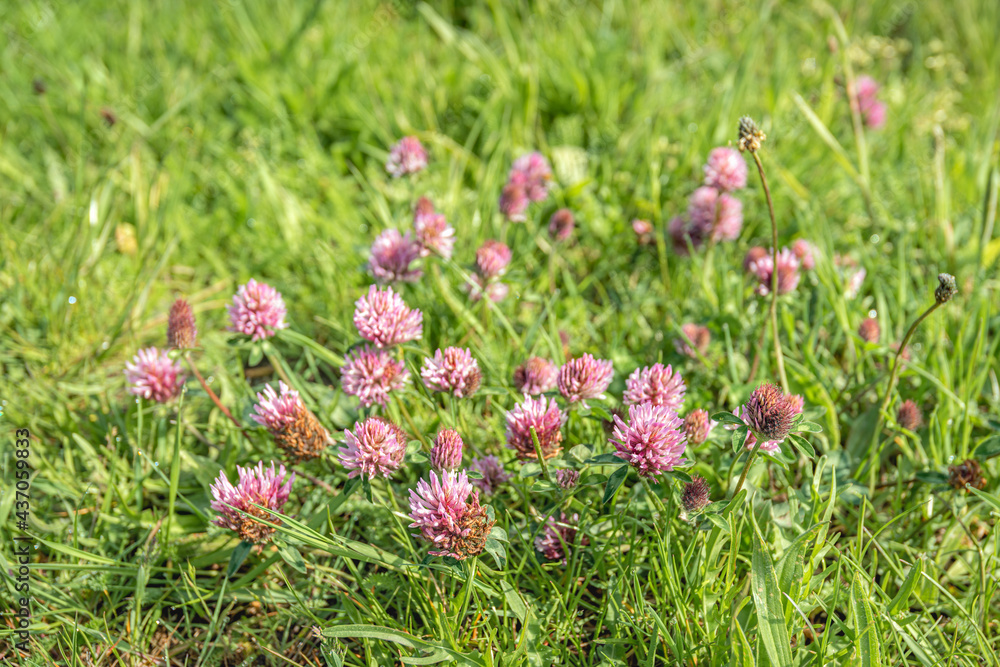 Closeup of a red clover plant flowering between the green grass. The photo was taken in a Dutch nature reswerve on a sunny day in the spring season. Closeup of a red clover plant flowering between the green grass. The photo was taken in a Dutch nature reswerve on a sunny day in the spring season.