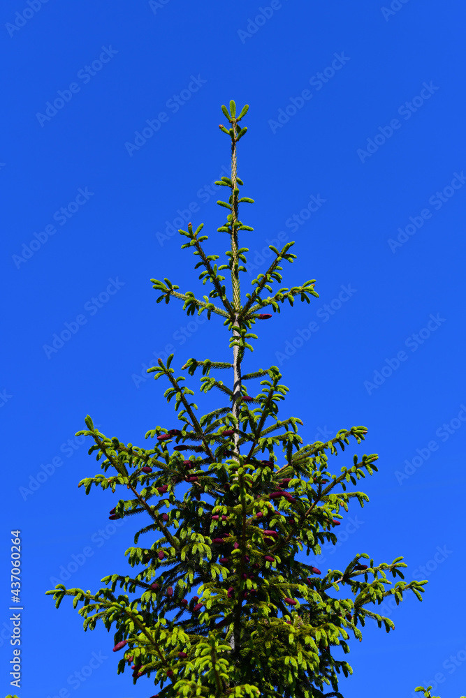 Top of green and prickly European spruce. On the branches of a coniferous tree, young buds of cones are red-purple. Europe. Spring flowering. Top of green and prickly European spruce. On the branches of a coniferous tree, young buds of cones are red-purple. Europe. Spring flowering.