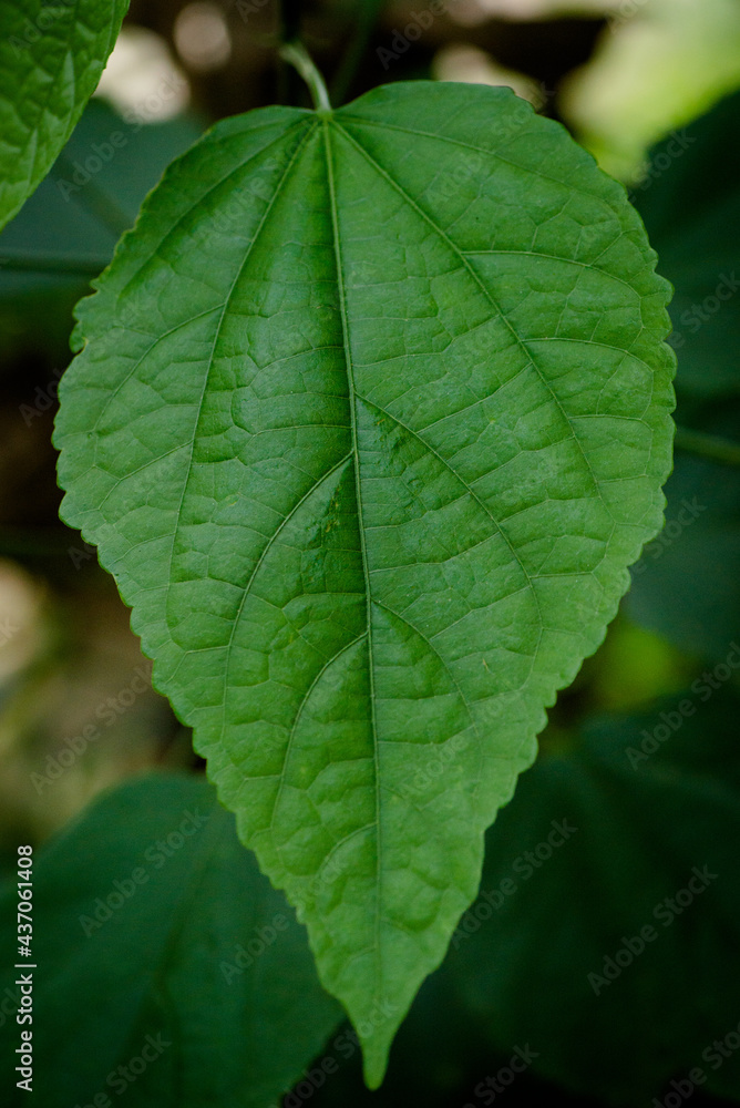 close up of green leaf close up of green leaf