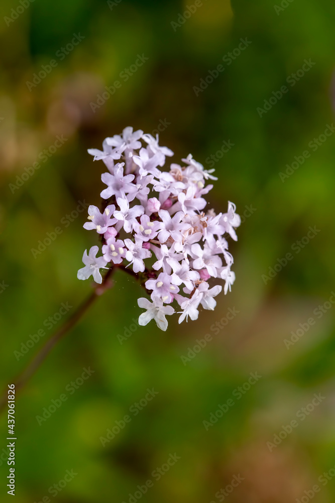 Wild plant, Scientific name; Valeriana officinalis Wild plant, Scientific name; Valeriana officinalis