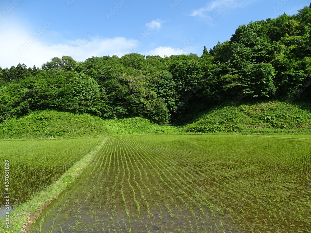 初夏の水田 初夏の水田
