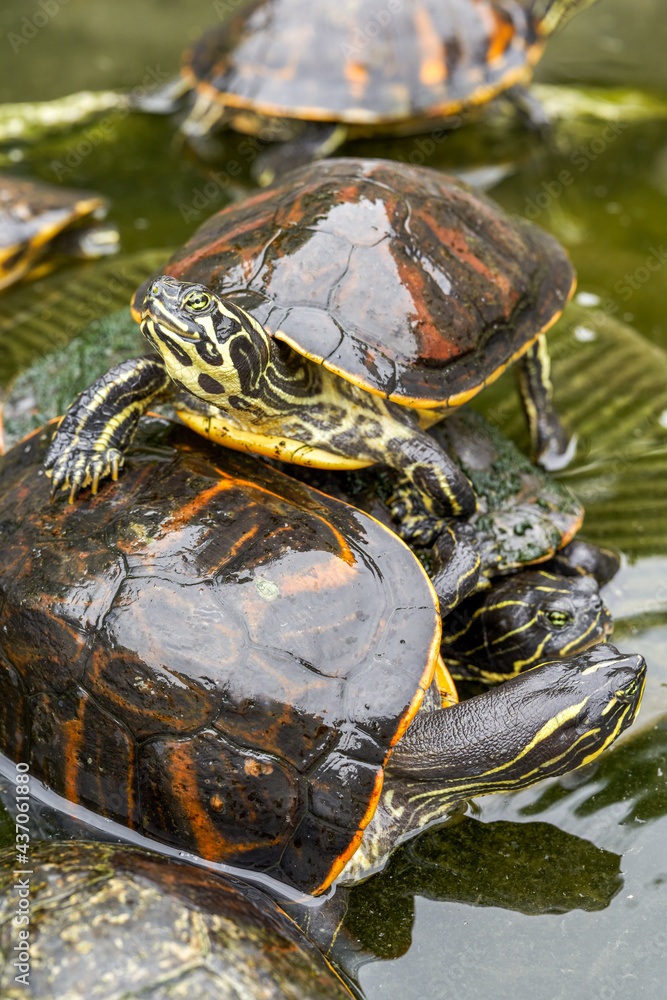 Obraz premium Close-up of a group of flame turtles in the pool