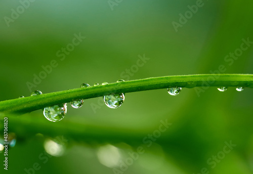 water drops on the stem