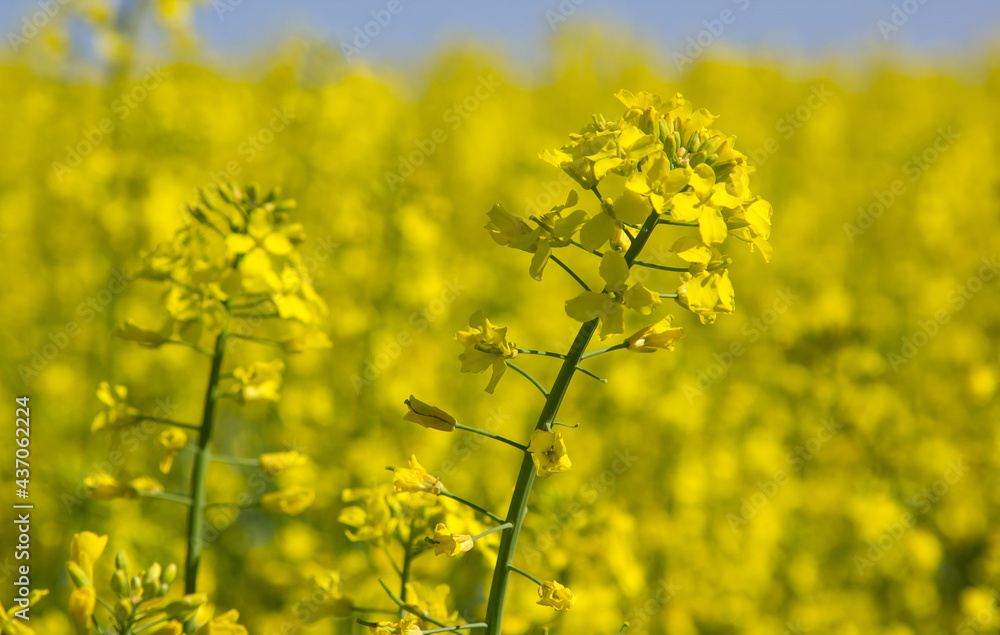 Blooming rapeseed field of Ukraine against the blue sky Blooming rapeseed field of Ukraine against the blue sky