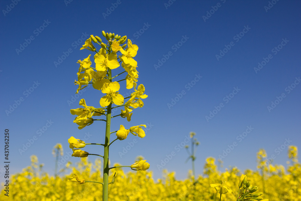 Blooming rapeseed field of Ukraine against the blue sky Blooming rapeseed field of Ukraine against the blue sky