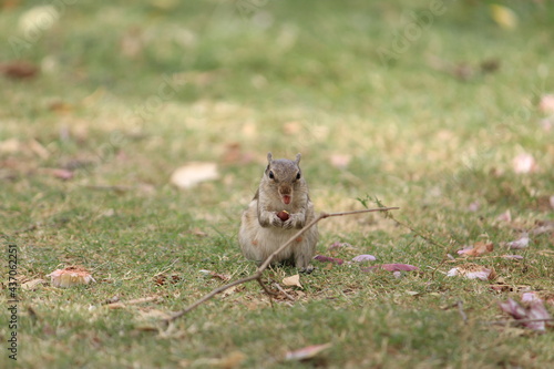 squirrel in the grass © mrunalini