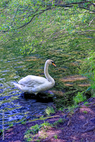 Swan swimming across Virginia waters - UK